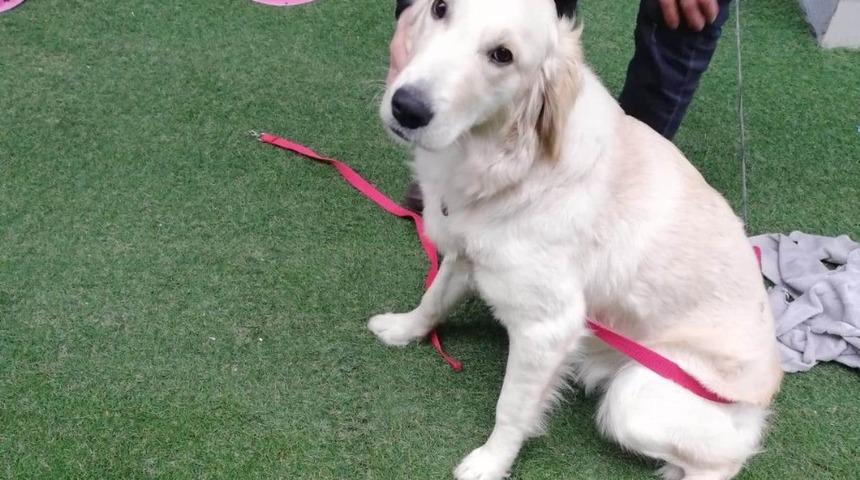 Kaybolan k&ouml;peğini arıyor