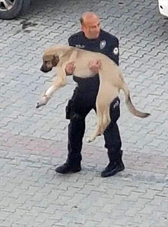 Polis, yaralı köpeği kucağında veterinere taşıdı