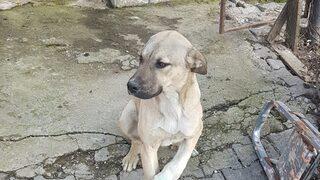 Polisin kucağında taşıdığı yaralı köpek iyileşiyor