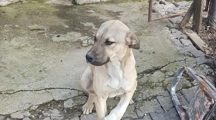 Polisin kucağında taşıdığı yaralı köpek iyileşiyor