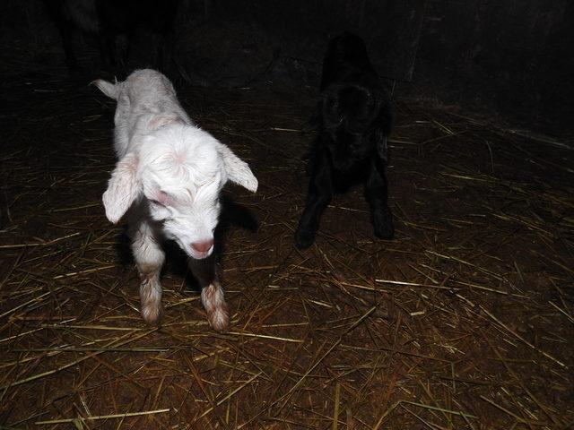 Çorum'da biri siyah diğeri beyaz keçi yavruları şaşırttı