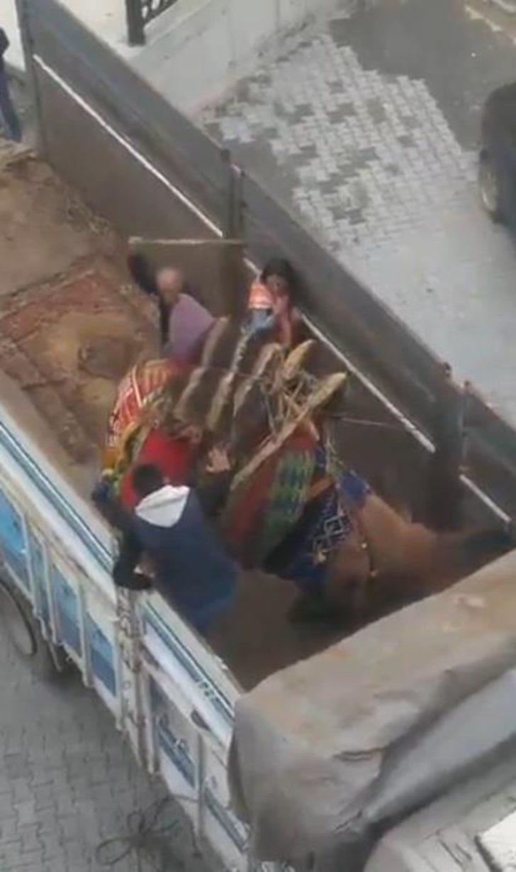 Deveye sopalı işkence  G1