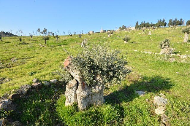 Kale’de yeşil seferberlik