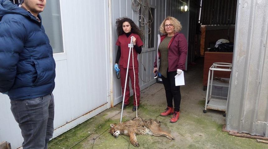 Yaralı &ccedil;akal tedavi altına alındı