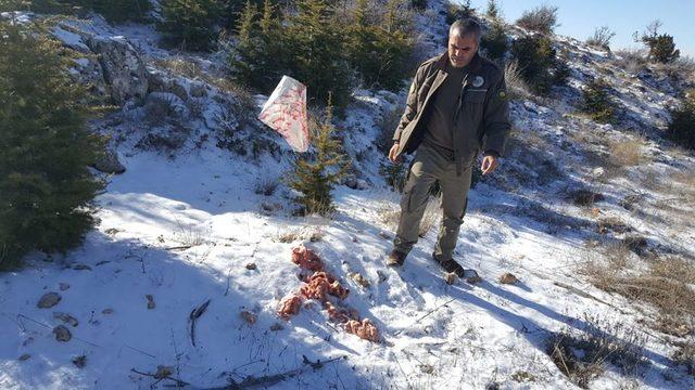 Karaman’da yaban hayvanlarına yem desteği