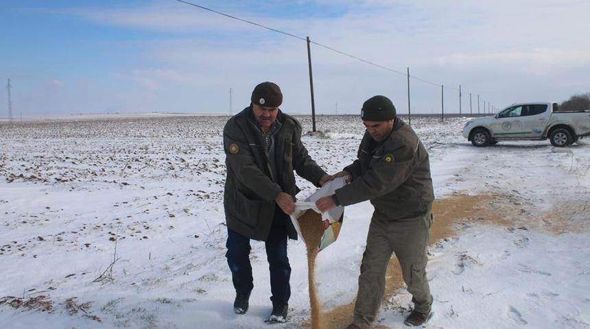 Karaman&rsquo;da yaban hayvanlarına yem desteği