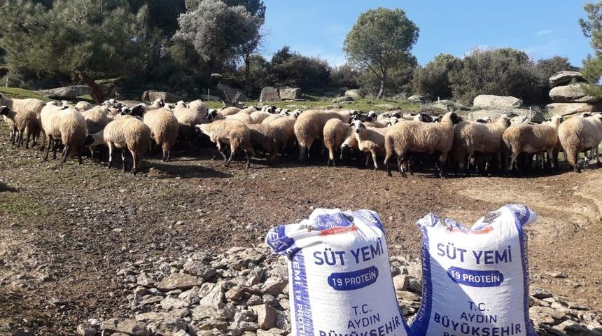 Aydınlı &uuml;reticiye ekonomik yem