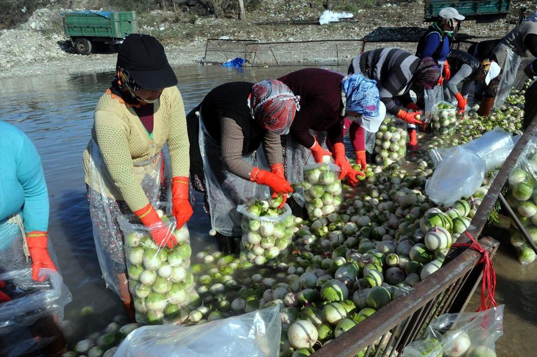 Buz gibi suda ekmek m&uuml;cadelesi 