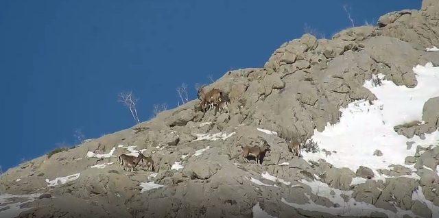 Yabani dağ keçileri, bırakılan yemleri yemeye gelince görüntülendi