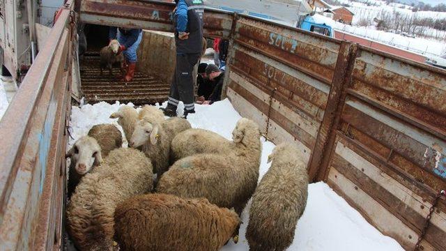 Bilecik’te çiftçilere koyun dağıtıldı