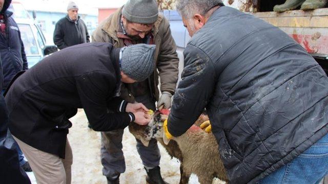 Bilecik’te çiftçilere koyun dağıtıldı