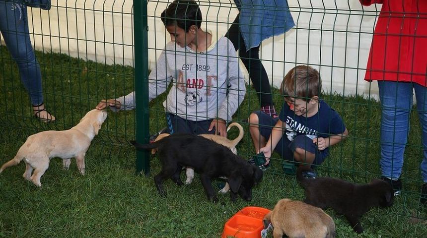 2018 yılında 359 can dostu sahiplerine kavuştu