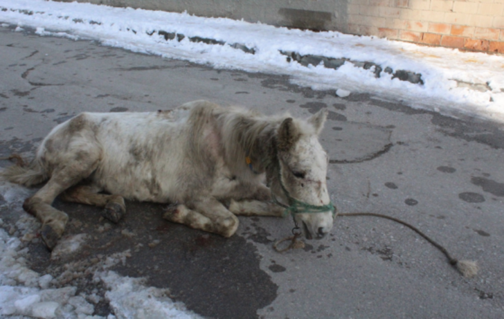 Çorum'da tepki çeken olay! 'Bu atı artık istemiyorum' dedi ve...  G1
