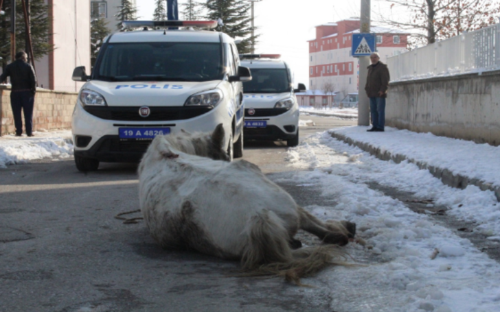 Çorum'da tepki çeken olay! 'Bu atı artık istemiyorum' dedi ve...  G2