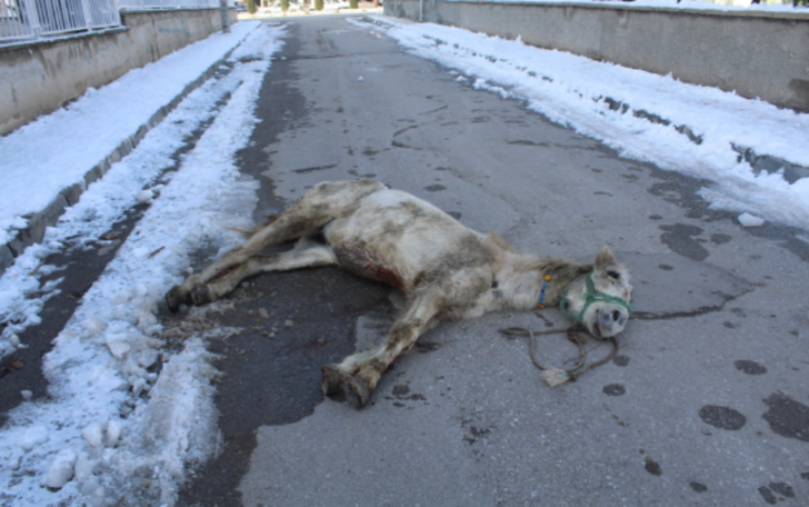 Çorum'da tepki çeken olay! 'Bu atı artık istemiyorum' dedi ve...  G3