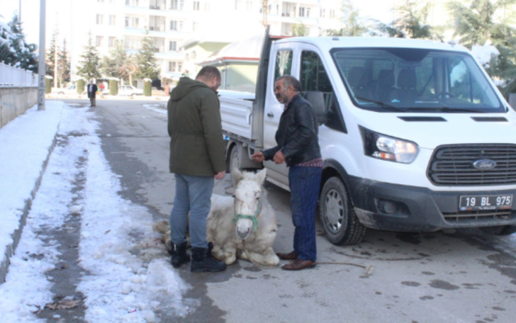 Çorum'da tepki çeken olay! 'Bu atı artık istemiyorum' dedi ve...  G4