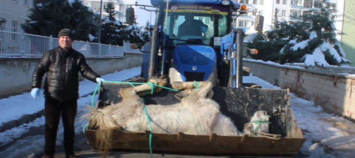 Çorum'da tepki çeken olay! 'Bu atı artık istemiyorum' dedi ve...  G5