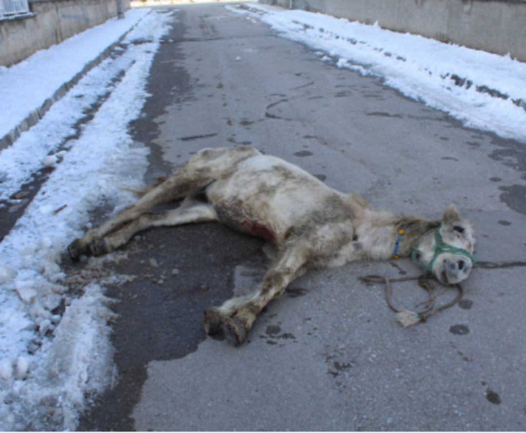 &Ccedil;orum'da tepki &ccedil;eken olay! 'Bu atı artık istemiyorum' dedi ve... 