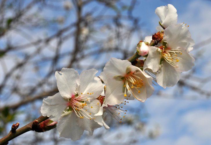 Her yer beyaz örtüyle kaplandı, o şehirde çiçekler açtı G4