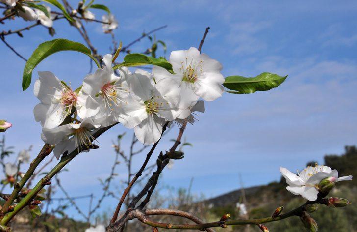 Her yer beyaz örtüyle kaplandı, o şehirde çiçekler açtı G3