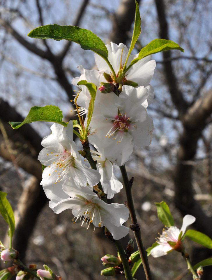 Her yer beyaz örtüyle kaplandı, o şehirde çiçekler açtı G2