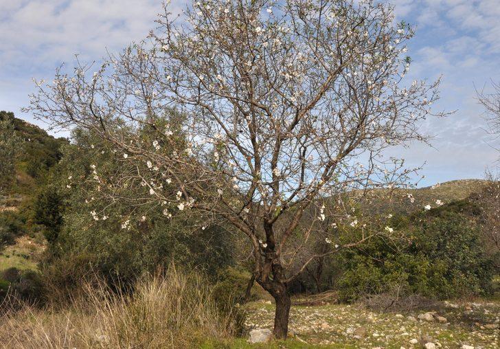 Her yer beyaz örtüyle kaplandı, o şehirde çiçekler açtı G1