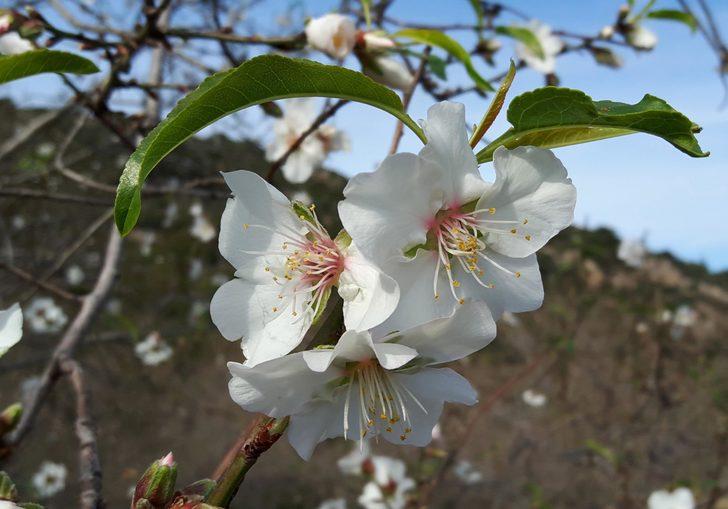 Her yer beyaz örtüyle kaplandı, o şehirde çiçekler açtı G5
