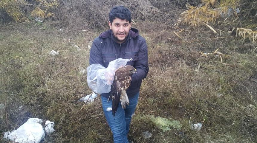 Yaralı şahini, hayvan sever vatandaş sahip çıktı