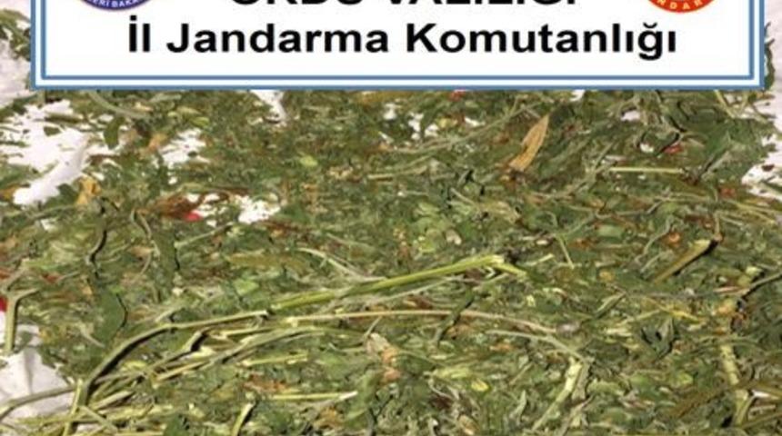 Ordu&rsquo;da uyuşturucu ile m&uuml;cadele s&uuml;r&uuml;yor