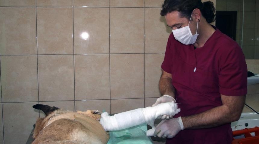 Barınakta kanser tedavisi