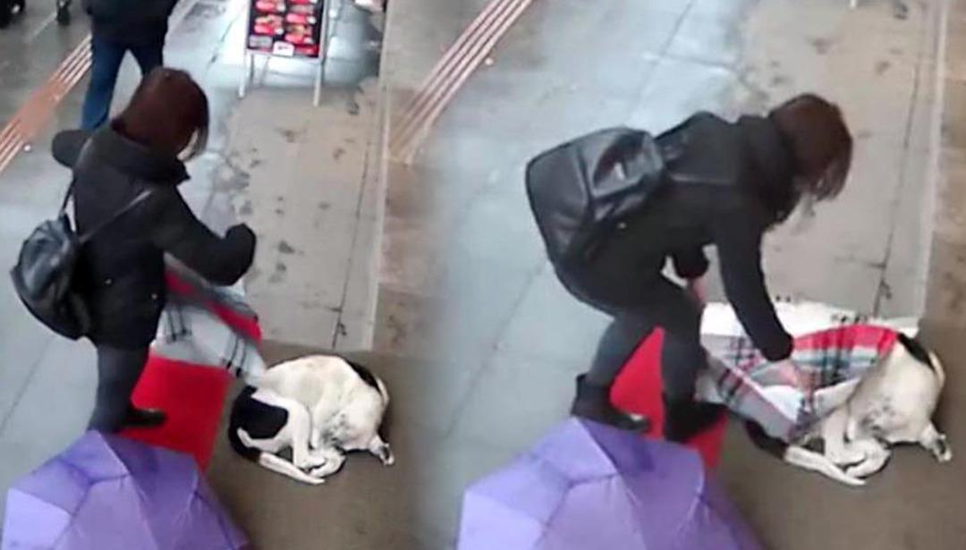 Şalıyla sokak k&ouml;peğinin &uuml;zerini &ouml;rtt&uuml;!