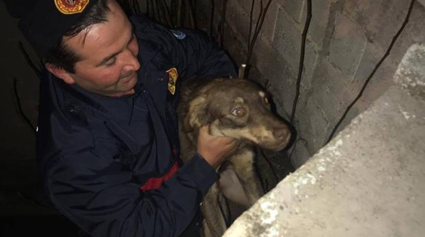 İ&ccedil;i su dolu &ccedil;ukura d&uuml;şen k&ouml;peği itfaiye kurtardı