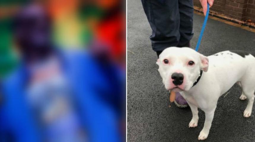 Sahibinin arkasından umutsuzca koşan köpeği bakın kim sahiplendi