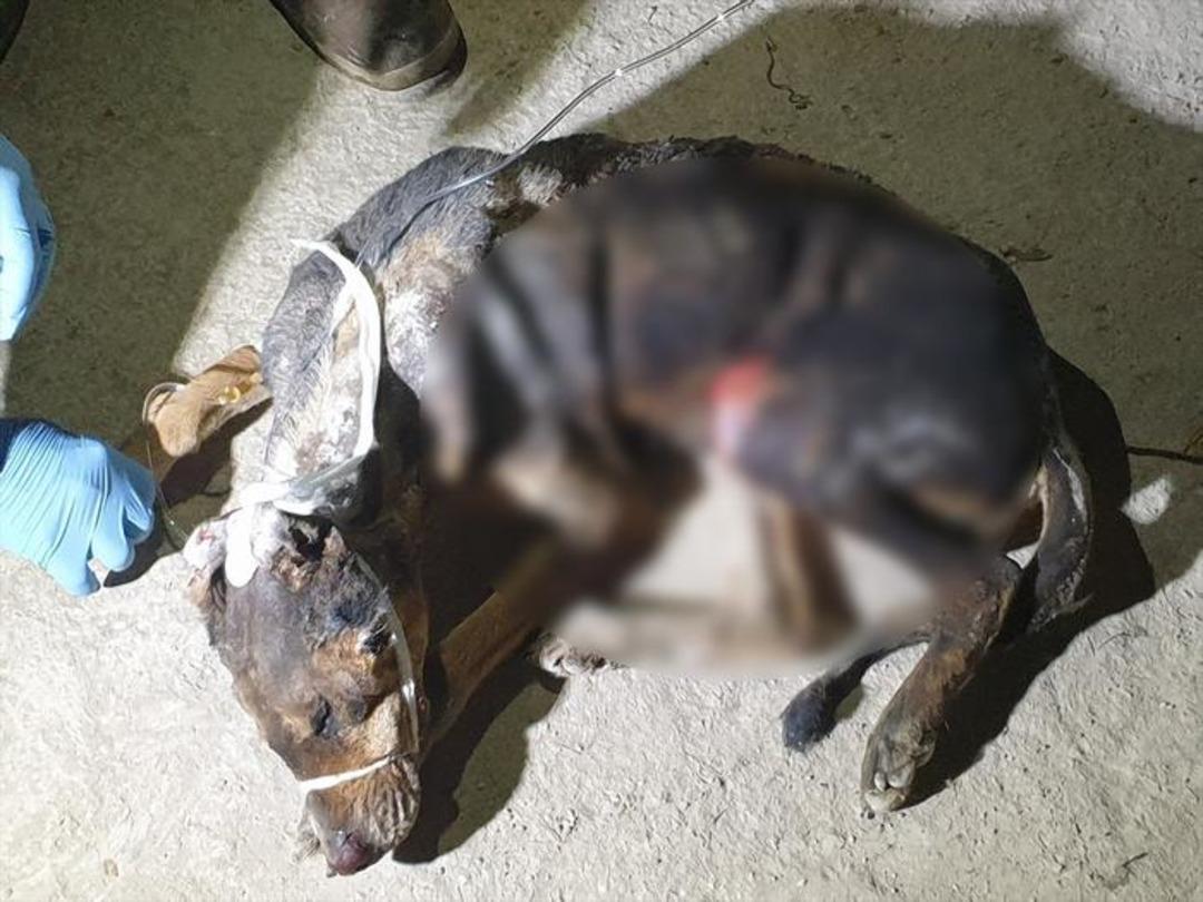 Yavrusu i&ccedil;in alevler arasına daldı!