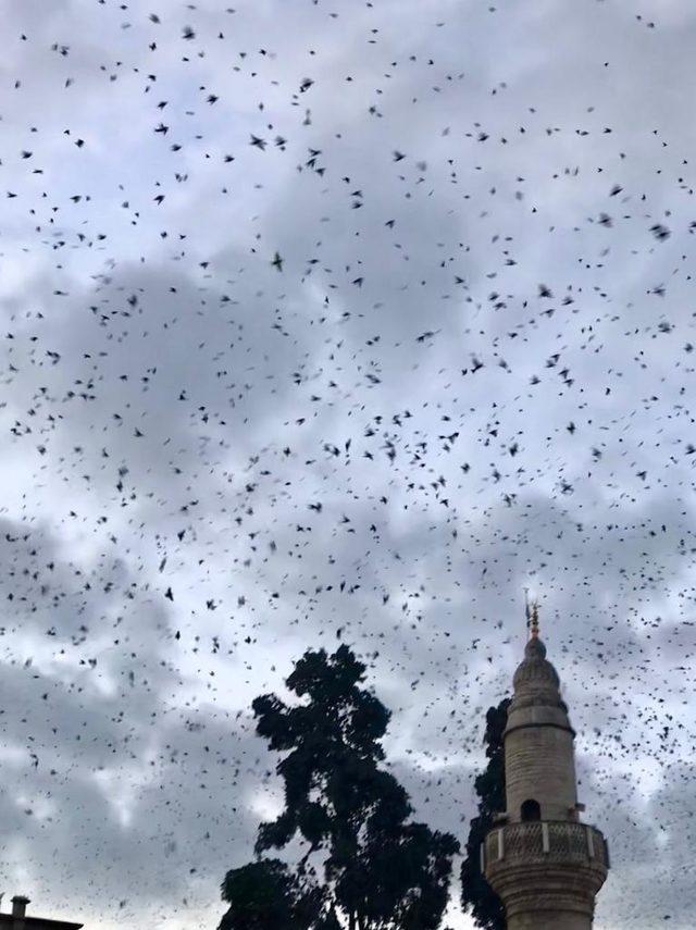 Kırklareli'de sığırcıkların ölüm nedeni, açlık ve soğuk