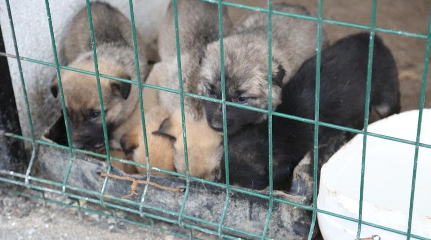 A&ccedil; ve donmak &uuml;zere olan yavru k&ouml;pekler hayvan barınağına yerleştirildi