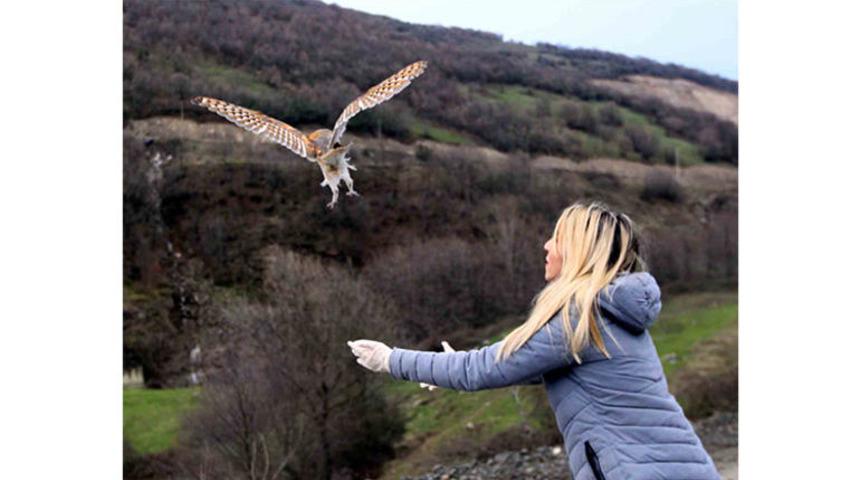Samsun'daki peçeli baykuşlar doğaya salındı