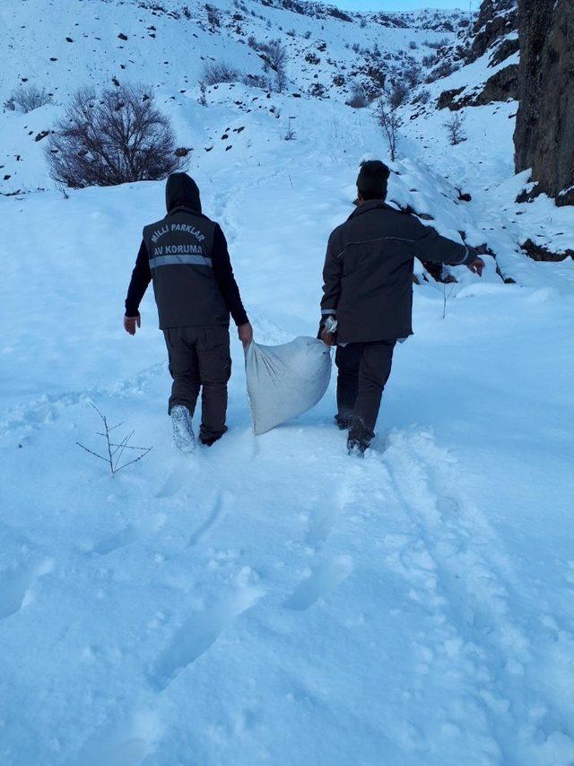 Bingöl’de yaban hayvanlar için doğaya yem bırakıldı