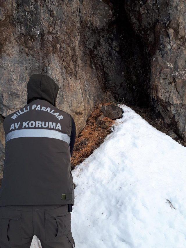 Bingöl’de yaban hayvanlar için doğaya yem bırakıldı