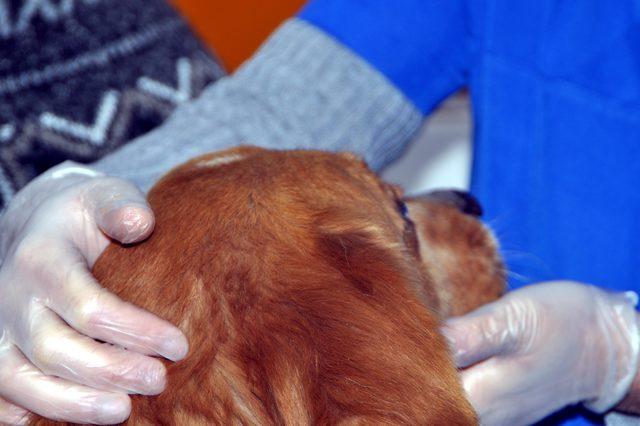Çenesi kırılan sokak köpeği için seferber oldular