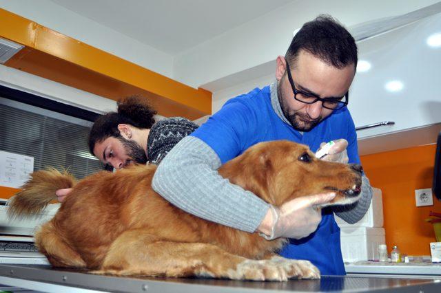 Çenesi kırılan sokak köpeği için seferber oldular