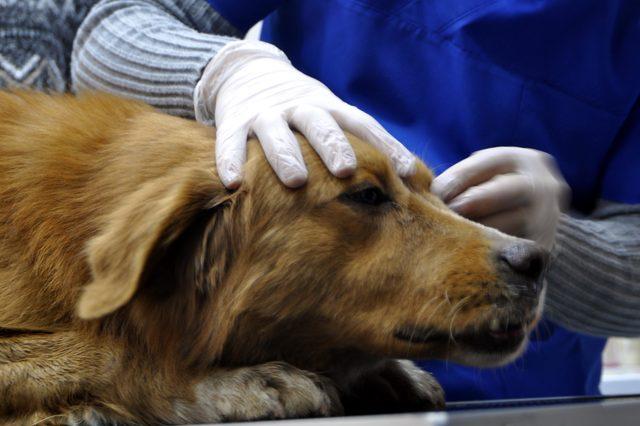 Çenesi kırılan sokak köpeği için seferber oldular