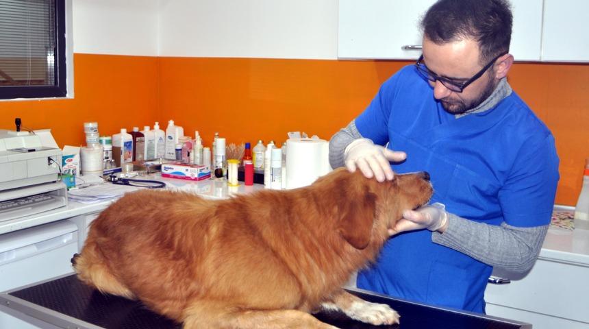 &Ccedil;enesi kırılan sokak k&ouml;peği i&ccedil;in seferber oldular