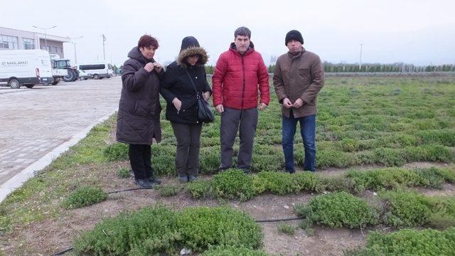 Burhaniye’de Tıbbı ve Aromatik Bitkiler  yoğun ilgi gördü.