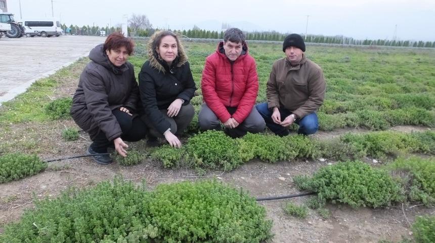 Burhaniye&rsquo;de Tıbbı ve Aromatik Bitkiler  yoğun ilgi g&ouml;rd&uuml;.