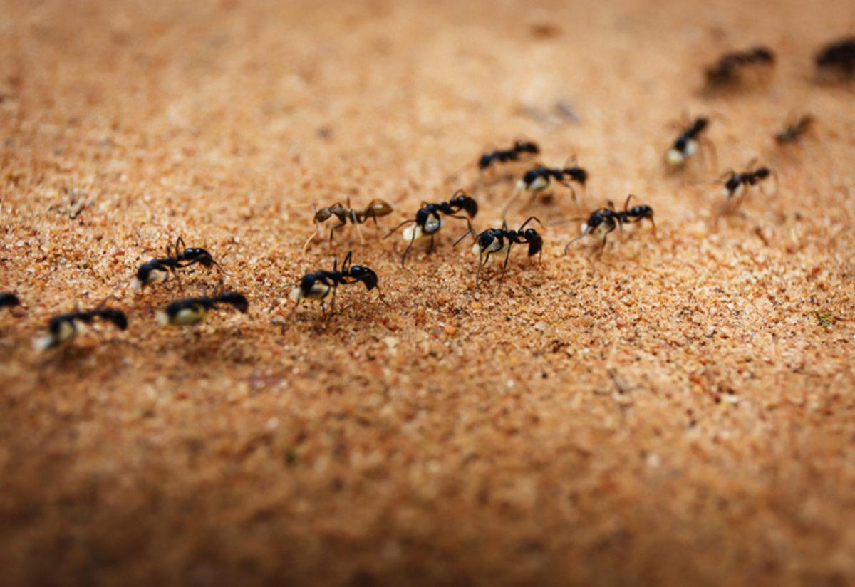 rüyada evde karınca sürüsü görmek
