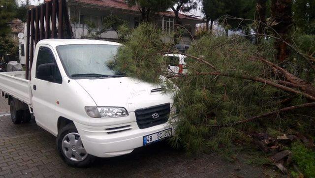 Marmaris’te devrilen ağaçlara belediye ekipleri müdahale etti