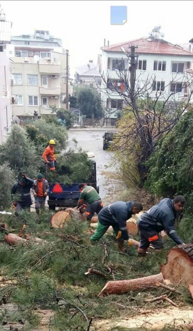 Marmaris’te devrilen ağaçlara belediye ekipleri müdahale etti