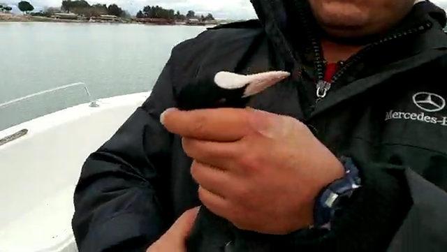 Balıkçı ağına takılan sakar meke kurtarıldı
