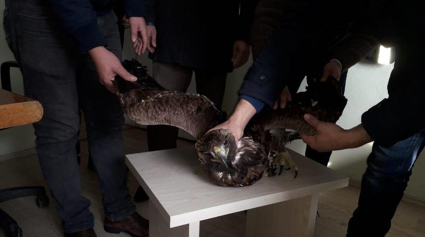 Yaralı kartal tedavi altına alındı